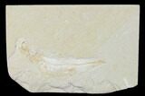 2.4" Cretaceous Fossil Fish (Gaudryella) - Lebanon - #162844-1